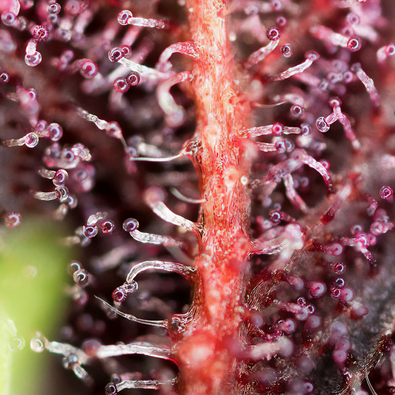 Red Hot Cookies - Sweet Seeds - Semi Femminizzati, vista 2