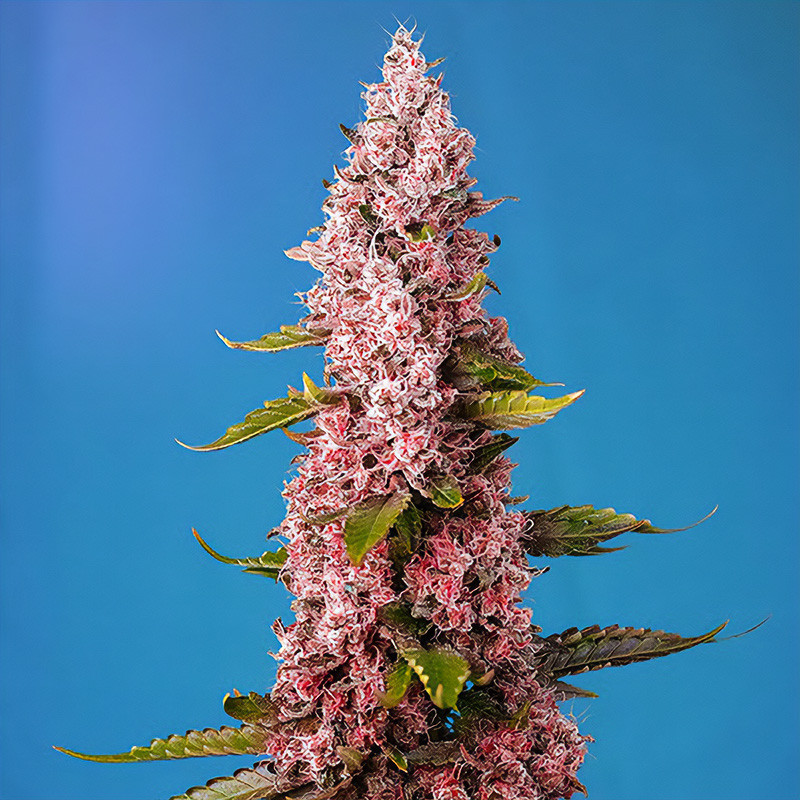 Red Hot Cookies Sweet Seeds Semi Femminizzati cime rosse