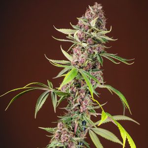 Red Mandarine F1 Fast Version Sweet Seeds Semi Femminizzati cime rosse