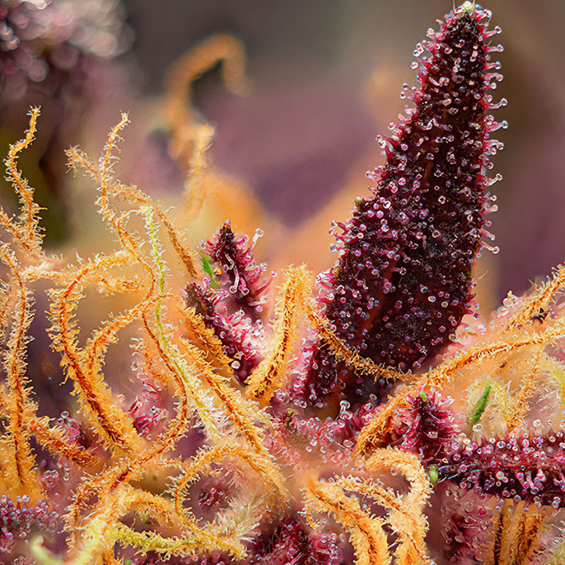 Red Mimosa XL Auto - Sweet Seeds - Semi Autofiorenti, vista 2