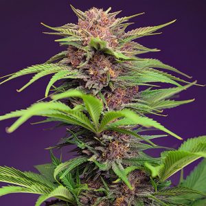 Red Mimosa XL Auto Sweet Seeds Semi Autofiorenti cime resinose