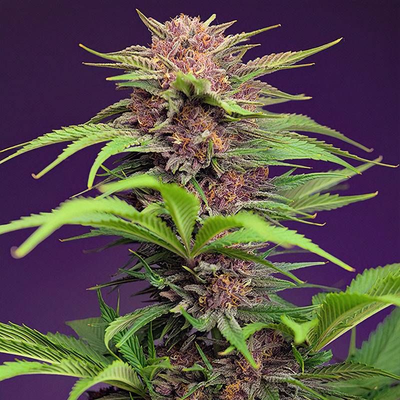 Red Mimosa XL Auto Sweet Seeds Semi Autofiorenti cime resinose