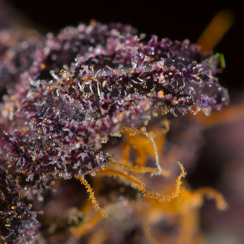 Red Poison Auto - Sweet Seeds - Semi Autofiorenti, vista 3