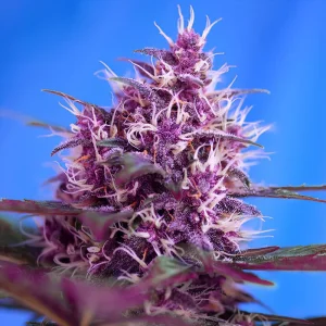 Red Poison Auto Sweet Seeds Semi Autofiorenti cime resinose
