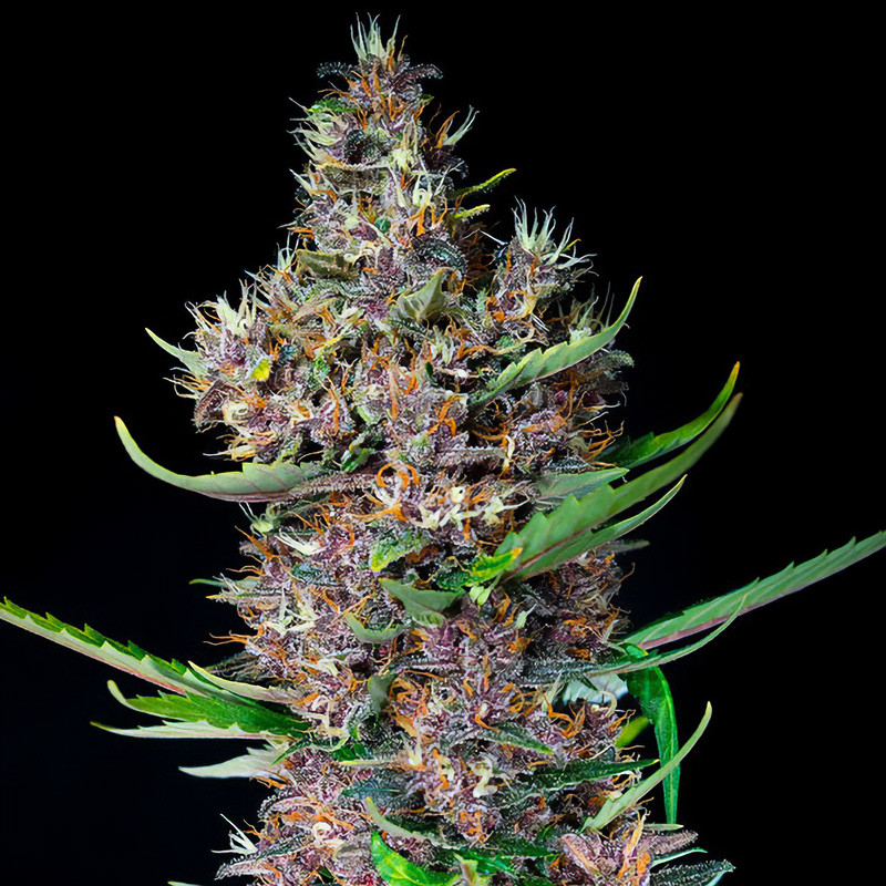 Red Poison Auto - Sweet Seeds - Semi Autofiorenti, vista 4