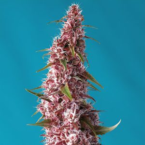 Red Pure Auto Sweet Seeds Semi CBD cime rosse ricche di CBD