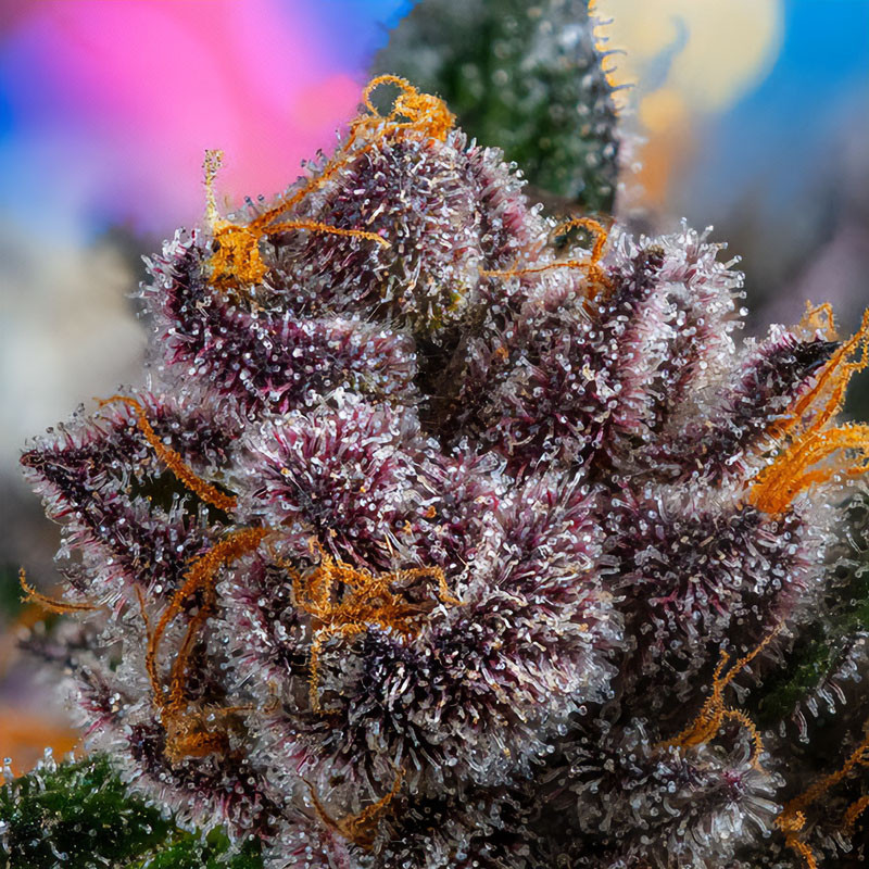 Red Strawberry Banana Auto - Sweet Seeds - Semi Autofiorenti, vista 2