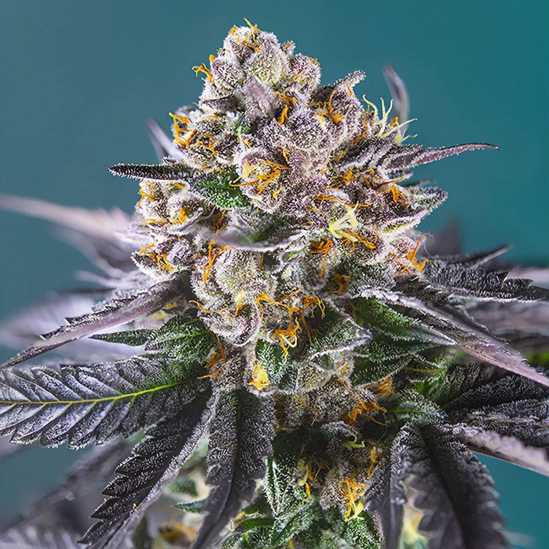 Red Strawberry Banana Auto Sweet Seeds Semi Autofiorenti cime resinose