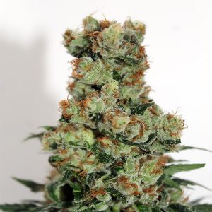Ripper Badazz Ripper Seeds Semi Femminizzati cime resinose