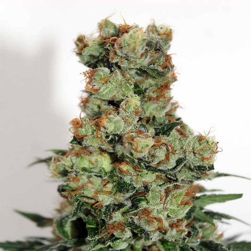 Ripper Badazz Ripper Seeds Semi Femminizzati cime resinose