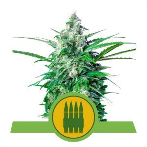 Royal-AK Automatic Royal Queen Seeds Semi Autofiorenti cime resinose