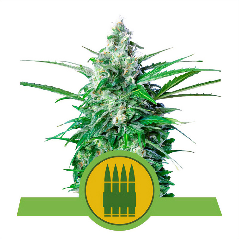 Royal-AK Automatic Royal Queen Seeds Semi Autofiorenti cime resinose