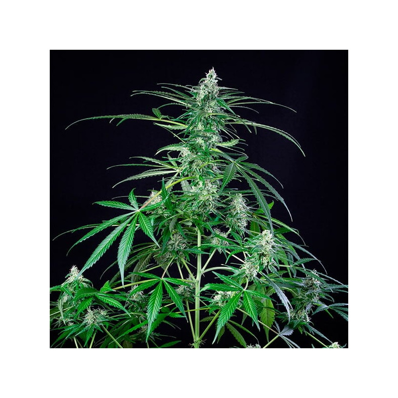 Royal-AK - Royal Queen Seeds - Semi Femminizzati, vista 2