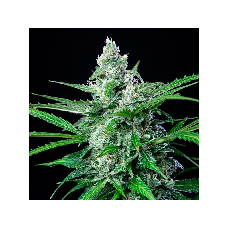 Royal-AK - Royal Queen Seeds - Semi Femminizzati, vista 4
