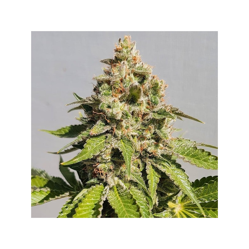 Royal-AK - Royal Queen Seeds - Semi Femminizzati, vista 5