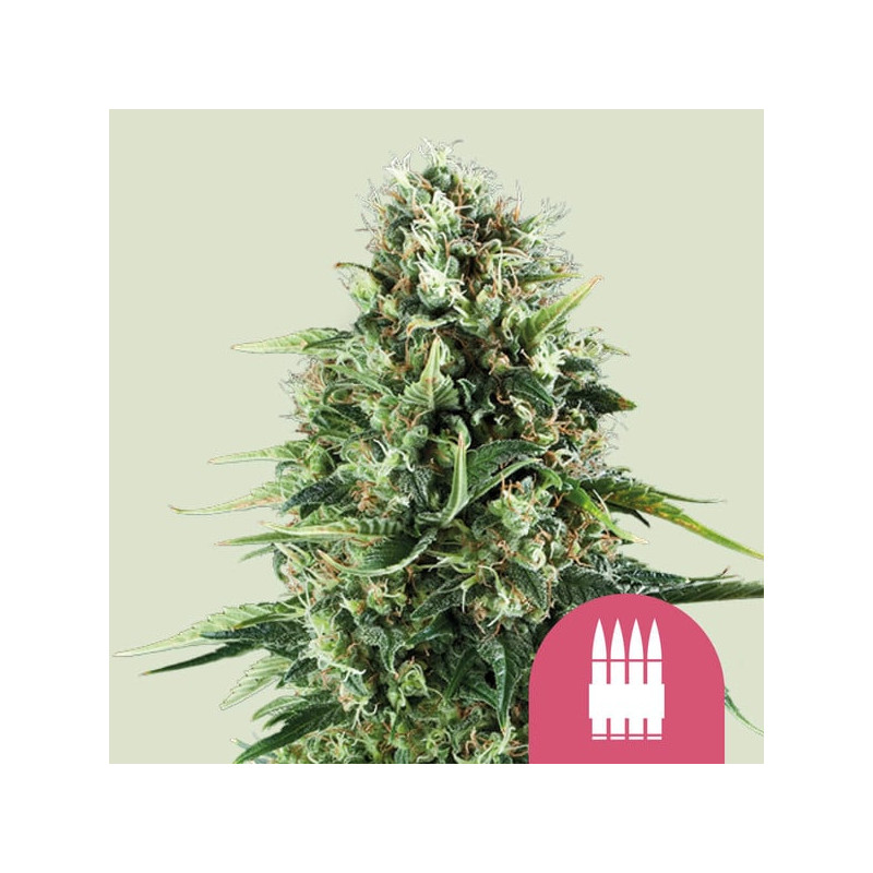 Royal-AK Royal Queen Seeds Semi Femminizzati cime resinose