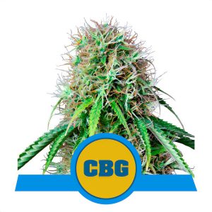 Royal CBG Auto Royal Queen Seeds Semi CBD cime ricche di CBG