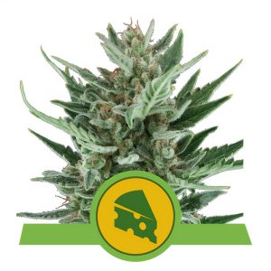 Royal Cheese Automatic Royal Queen Seeds Semi Autofiorenti cime resinose