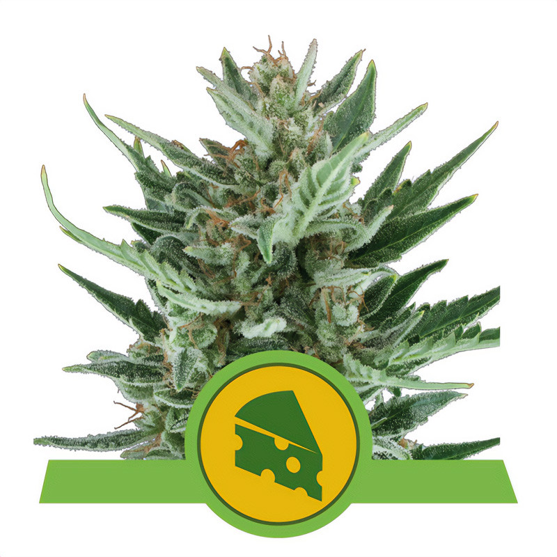 Royal Cheese Automatic Royal Queen Seeds Semi Autofiorenti cime resinose