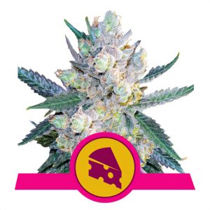 Royal Cheese Royal Queen Seeds Semi Femminizzati cime dense