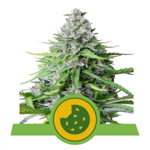 Royal Cookies Royal Queen Seeds Semi Autofiorenti cime dolci