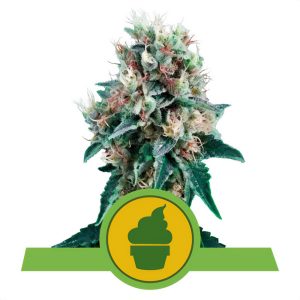 Royal Creamatic Auto Royal Queen Seeds Semi Autofiorenti cime resinose