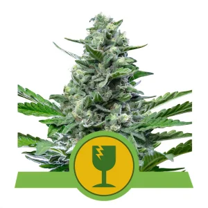 Royal Critical Automatic Royal Queen Seeds Semi Autofiorenti cime resinose