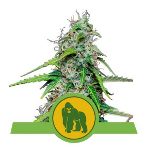 Royal Gorilla Royal Queen Seeds Semi Autofiorenti cime resinose