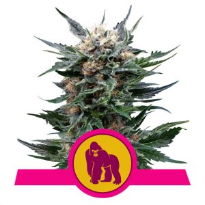 Royal Gorilla Royal Queen Seeds Semi Femminizzati cime resinose