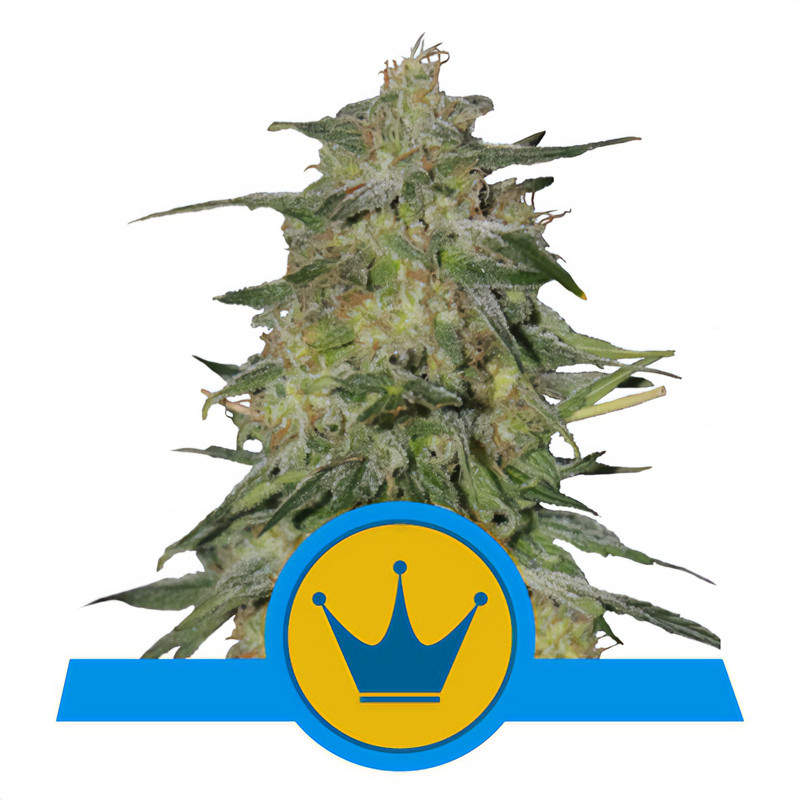 Royal Highness Royal Queen Seeds Semi CBD cime resinose