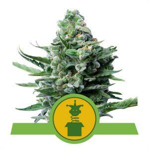 Royal Jack Automatic Royal Queen Seeds Semi Autofiorenti cime resinose