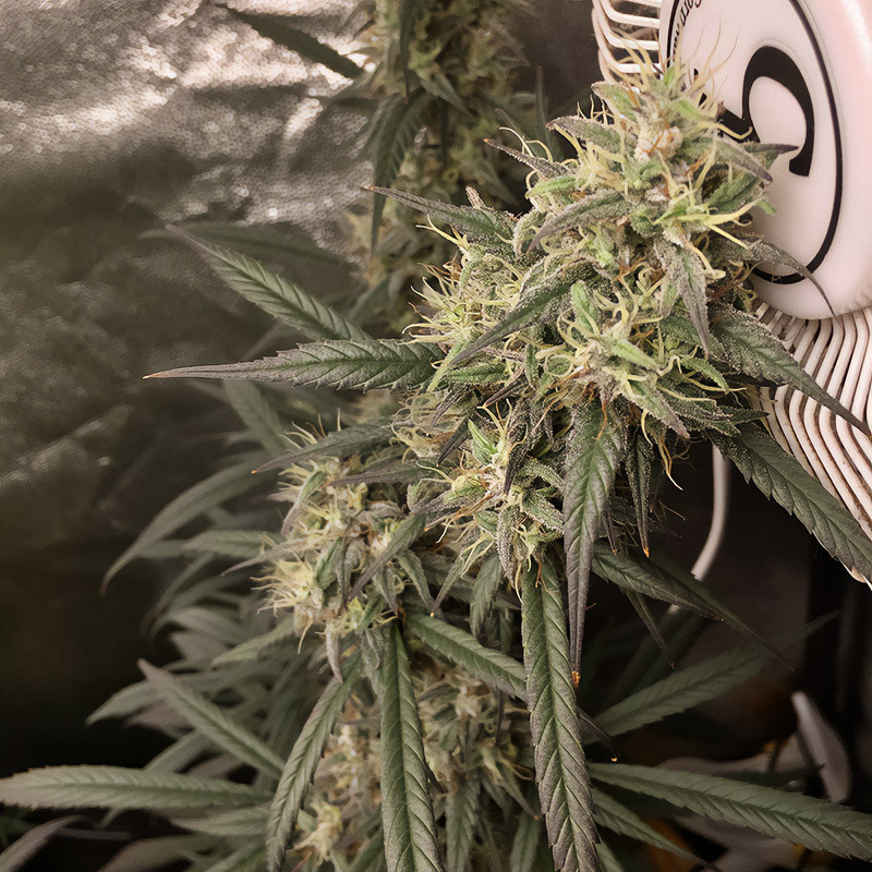 Royal Medic - Royal Queen Seeds - Semi CBD, vista 3