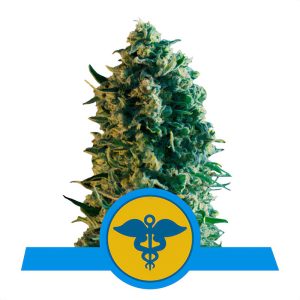 Royal Medic Royal Queen Seeds Semi CBD cime resinose
