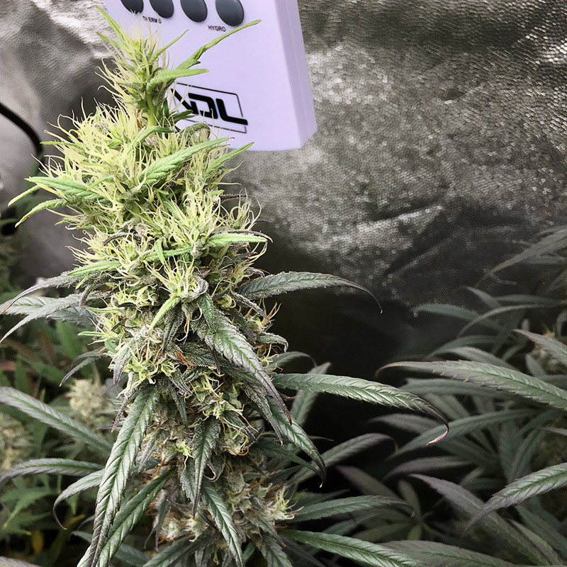 Royal Medic - Royal Queen Seeds - Semi CBD, vista 4