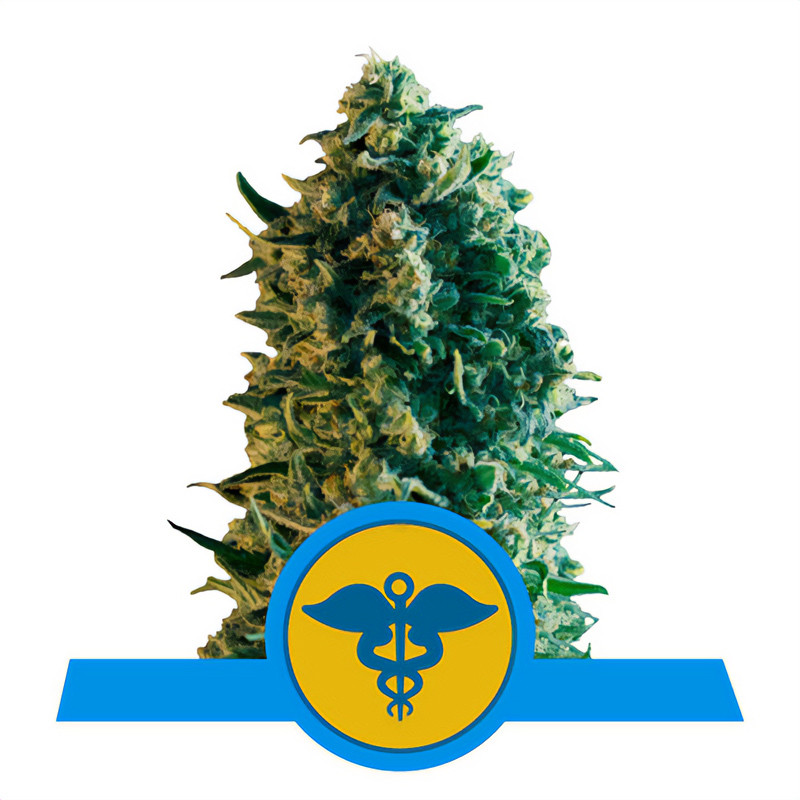 Royal Medic Royal Queen Seeds Semi CBD cime resinose