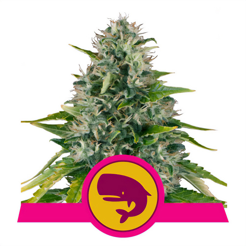 Royal Moby Royal Queen Seeds Semi Femminizzati cime resinose