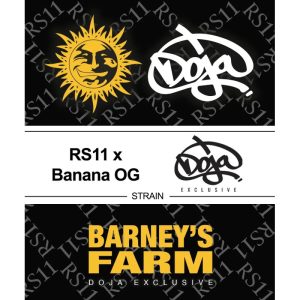 RS11 x Banana OG Strain Barney's Farm Semi Femminizzati cime resinose