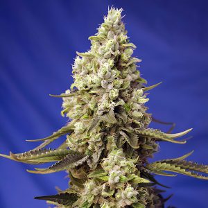 Runtz XL Auto Sweet Seeds Semi Autofiorenti cime resinose