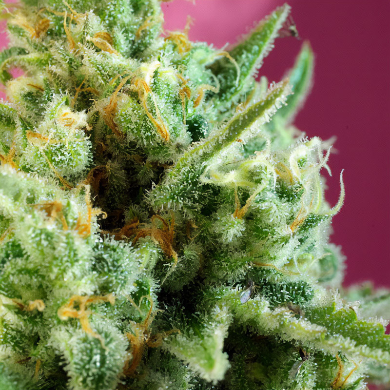 S.A.D Sweet Afgani Delicious - Sweet Seeds - Semi CBD, vista 3