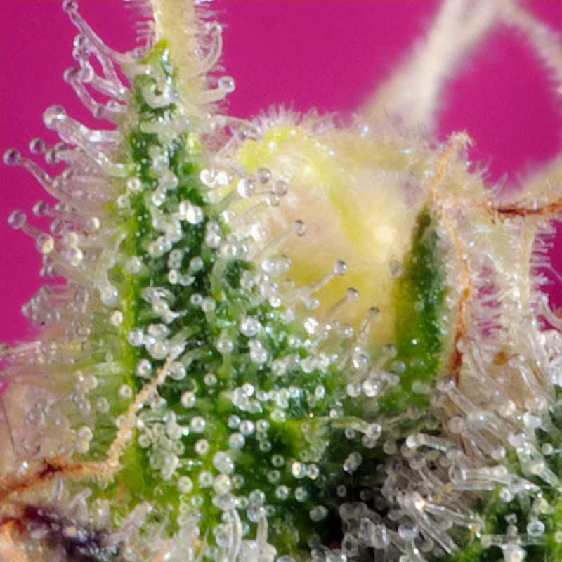 S.A.D Sweet Afgani Delicious - Sweet Seeds - Semi CBD, vista 4