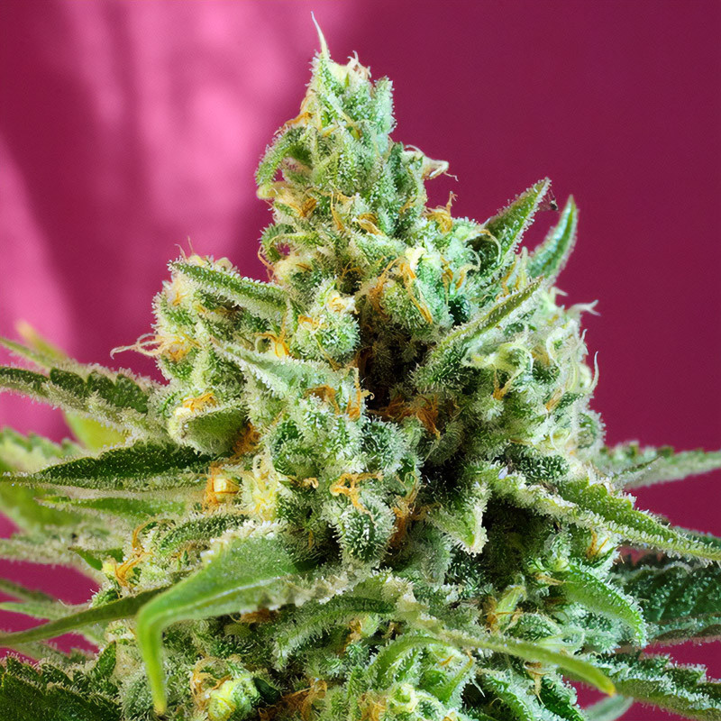 S.A.D Sweet Afgani Delicious Sweet Seeds Semi CBD cime resinose