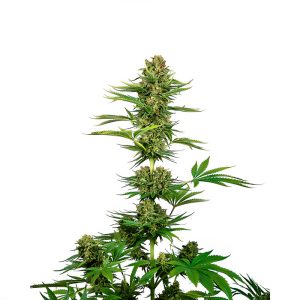 Satin Black Domina Sensi Seeds Semi CBD cime scure