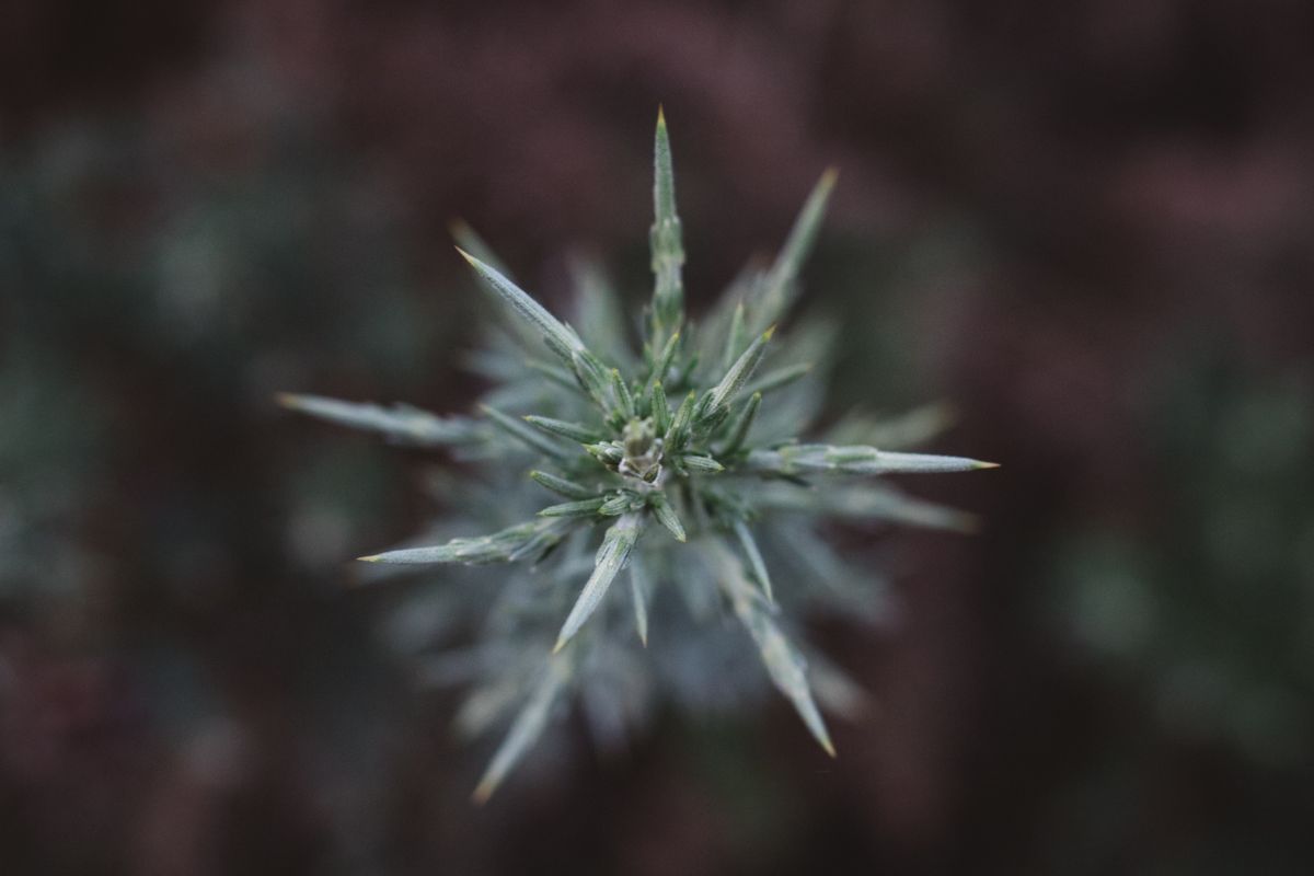 Semi di cannabis CBD con tanto CBD e poco THC