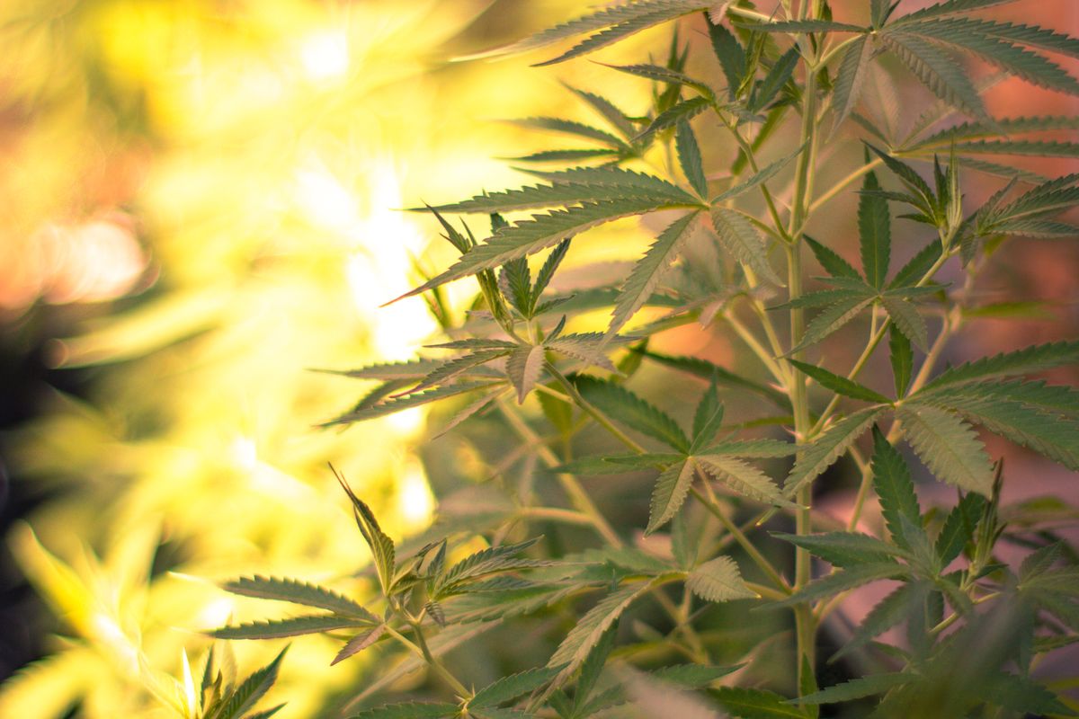 Semi di cannabis regolari per selezionatori e piante madri