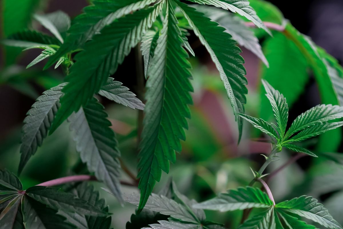 Semi di cannabis autofiorenti a fioritura rapida
