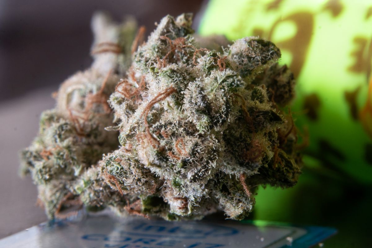 Semi di cannabis femminizzati e autofiorenti