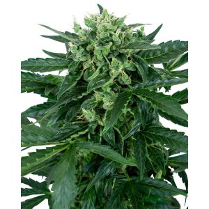 Sensi Amnesia Auto Sensi Seeds Semi Autofiorenti cime resinose