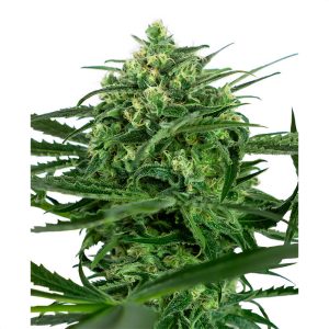 Sensi Amnesia Sensi Seeds Semi Femminizzati cime resinose