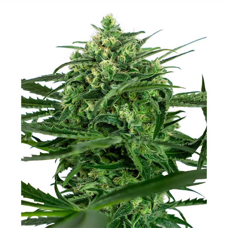 Sensi Amnesia Sensi Seeds Semi Femminizzati cime resinose