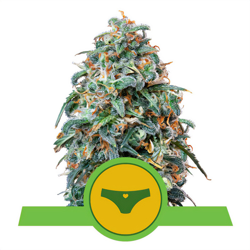 Sherbet Queen Auto Royal Queen Seeds Semi Autofiorenti cime resinose